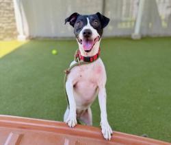 Shelter Stray Female Dog last seen Near S Atwood Boulevard, MURRAY CITY, UT, 84107, 511 W 3900 S, Salt Lake City, UT 84123, USA