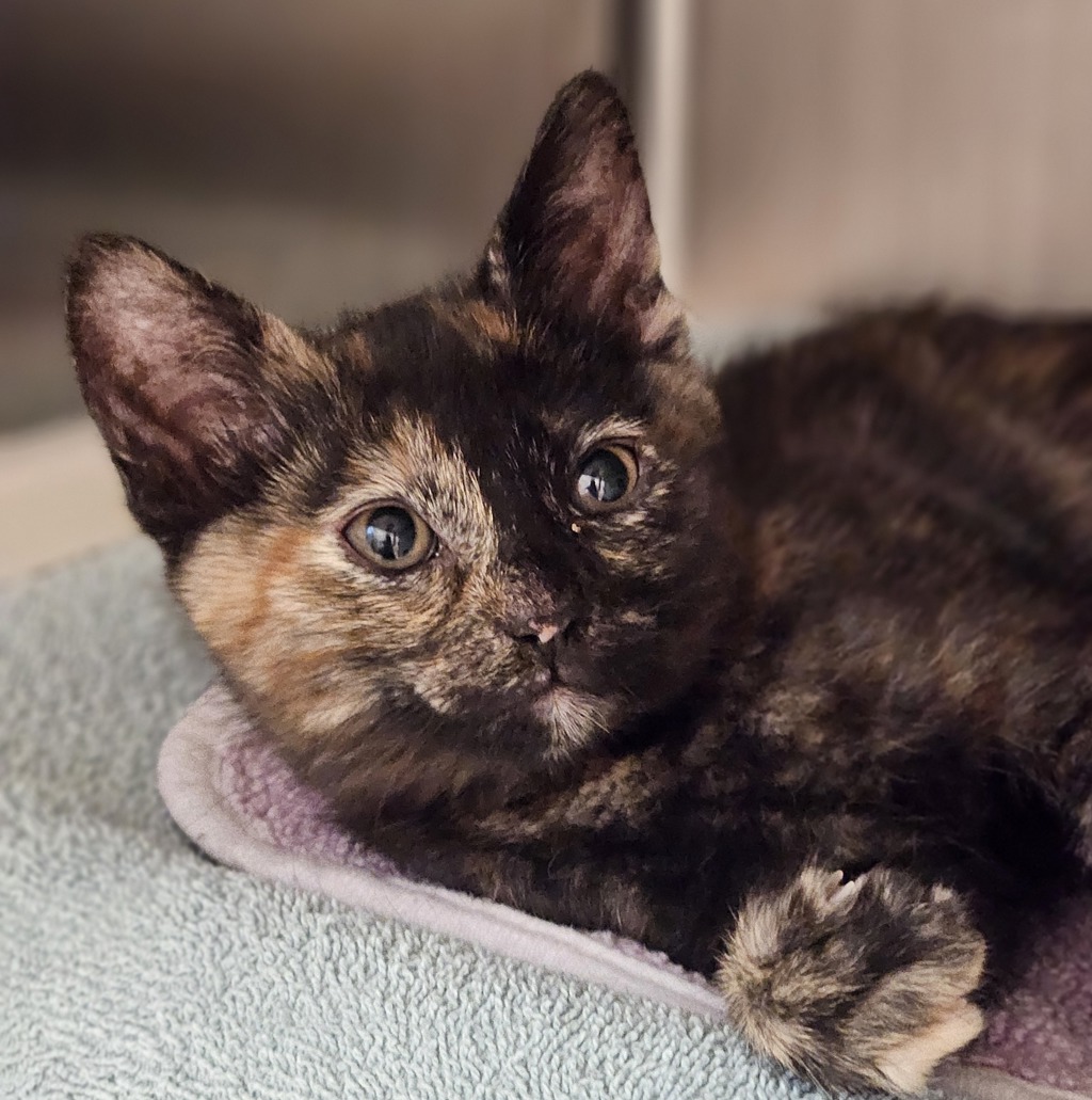 Shelter Stray Female Cat last seen Apt B,503 105th Avenue, OAKLAND, CA, 94603, 8323 Baldwin St, Oakland, CA 94621, USA