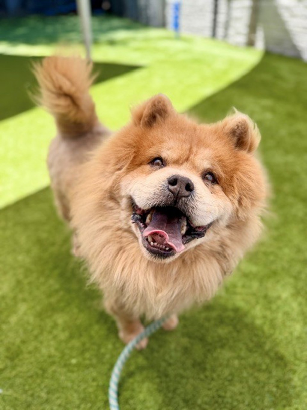 Shelter Stray Male Dog last seen Near S Gold Shimmer Bay, Magna Township, UT, 84044, 511 W 3900 S, Salt Lake City, UT 84123, USA