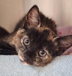 Shelter Stray Female Cat last seen Apt B,503 105th Avenue, OAKLAND, CA, 94603, 8323 Baldwin St, Oakland, CA 94621, USA
