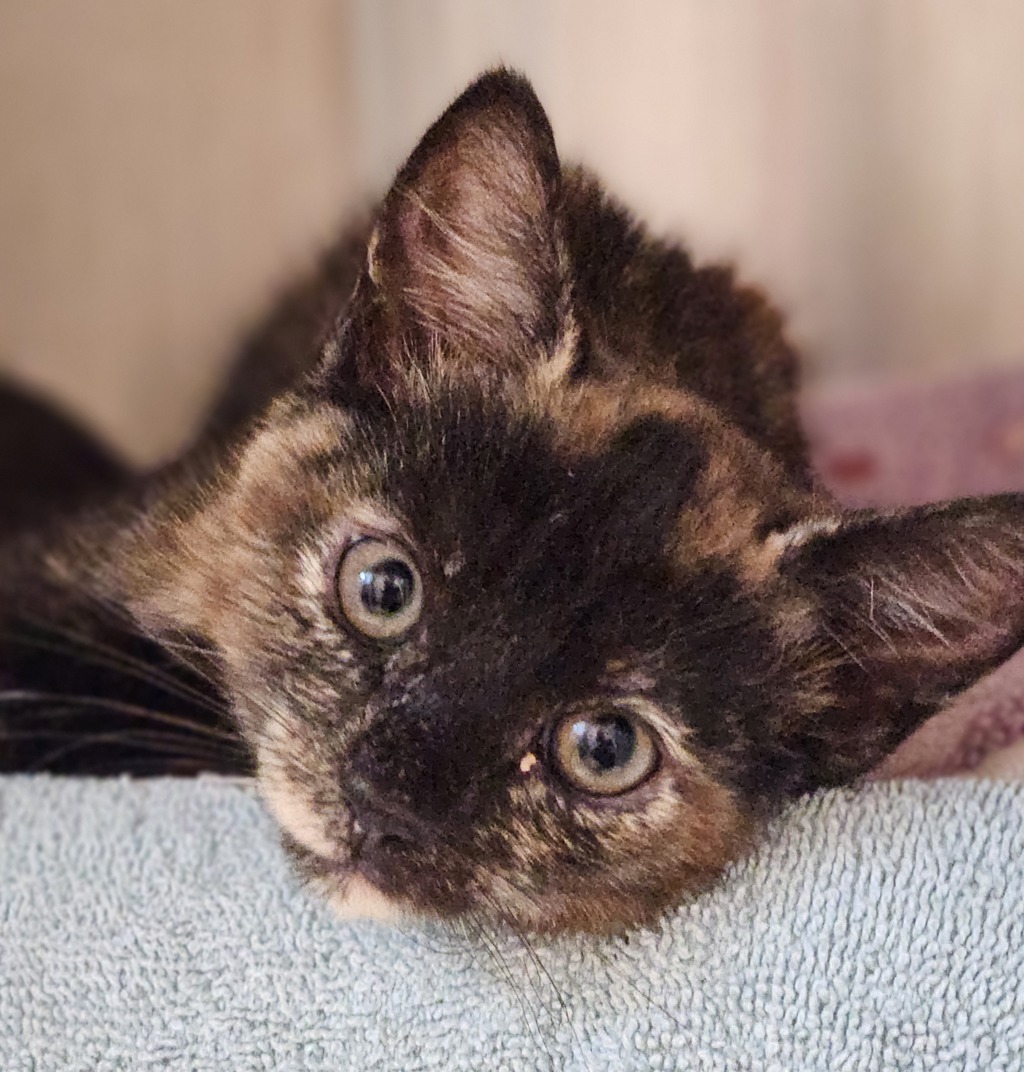 Shelter Stray Female Cat last seen Apt B,503 105th Avenue, OAKLAND, CA, 94603, 8323 Baldwin St, Oakland, CA 94621, USA