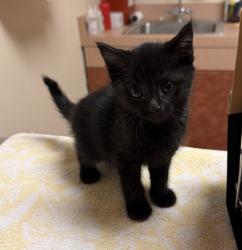 Shelter Stray Male Cat last seen Oliviana Ave, LIVERMORE, CA, 94551, 8323 Baldwin St, Oakland, CA 94621, USA