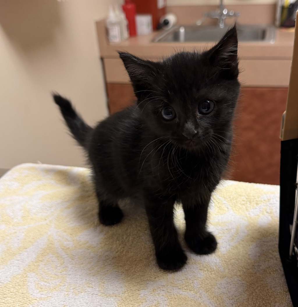 Shelter Stray Male Cat last seen Oliviana Ave, LIVERMORE, CA, 94551, 8323 Baldwin St, Oakland, CA 94621, USA