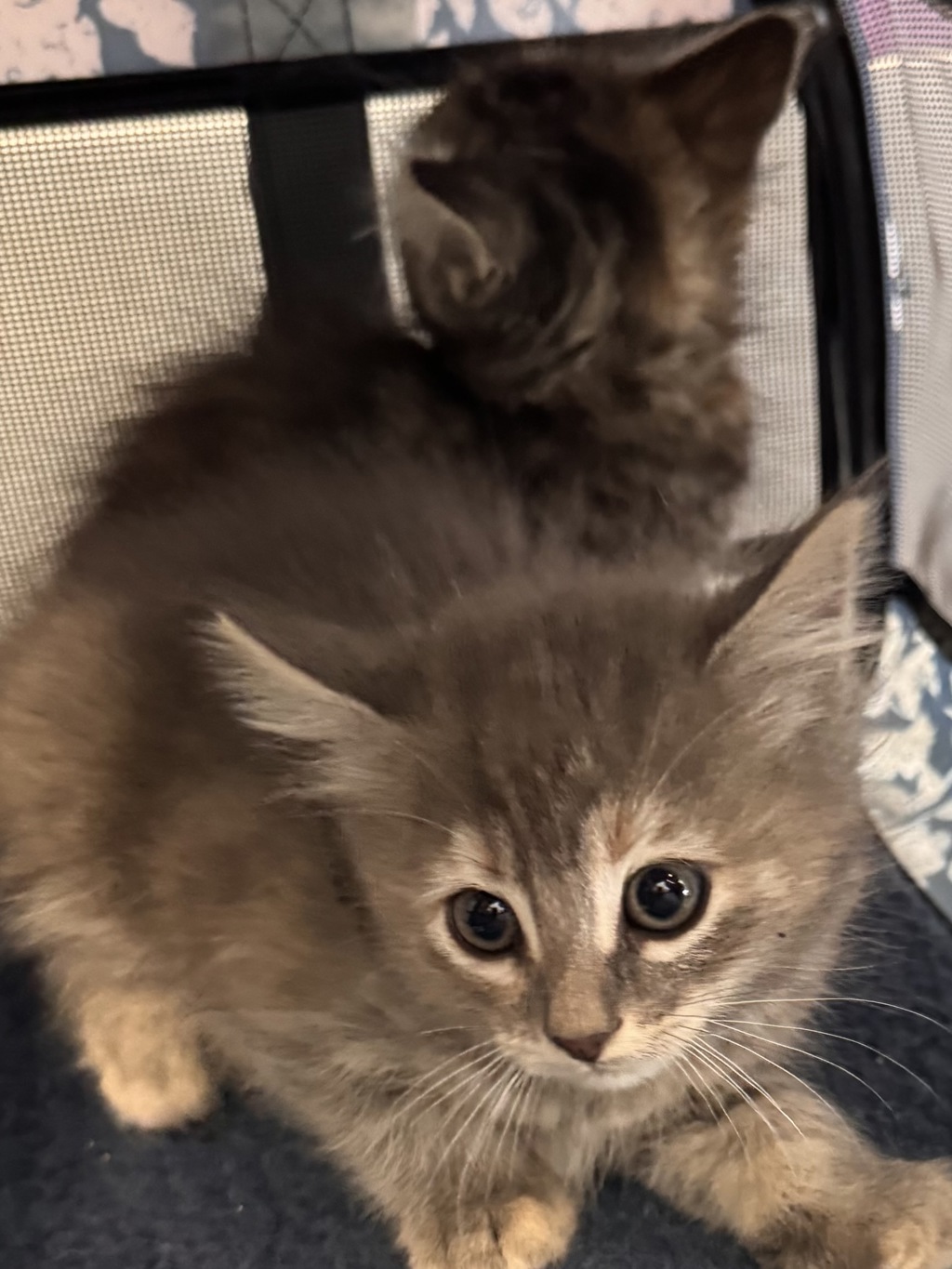 Shelter Stray Female Cat last seen Near S Centennial Road, Magna Township, UT, 84044, 511 W 3900 S, Salt Lake City, UT 84123, USA