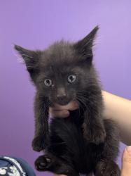 Shelter Stray Male Cat last seen Near S Centennial Road, Magna Township, UT, 84044, 511 W 3900 S, Salt Lake City, UT 84123, USA