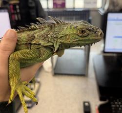 Shelter Stray Unknown Reptile last seen Near 36th Street, DES MOINES, IA, 50310, Des Moines, IA 50313