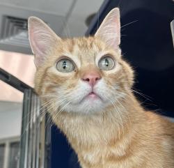 Shelter Stray Male Cat last seen West 2nd Avenue and Garrison Street, Lakewood, CO, 80226, 580 McIntyre St, Golden, CO 80401, USA