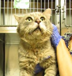 Shelter Stray Male Cat last seen Near Legend Road, RALEIGH, NC, 27603, 820 Beacon Lake Dr, Raleigh, NC 27610, USA