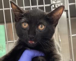 Shelter Stray Female Cat last seen Atwater Street, RALEIGH, NC, 27607, 820 Beacon Lake Dr, Raleigh, NC 27610, USA