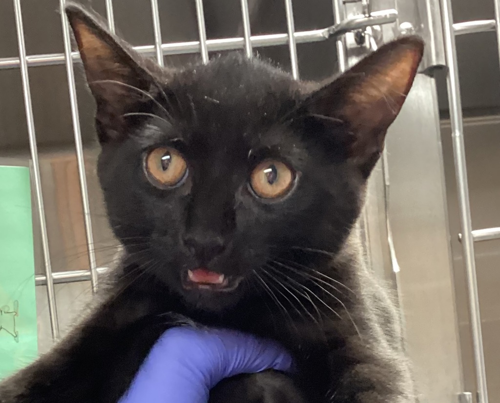 Shelter Stray Female Cat last seen Atwater Street, RALEIGH, NC, 27607, 820 Beacon Lake Dr, Raleigh, NC 27610, USA