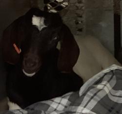 Shelter Stray Female Other last seen Lasky Court, CARY, NC, 27511, 820 Beacon Lake Dr, Raleigh, NC 27610, USA