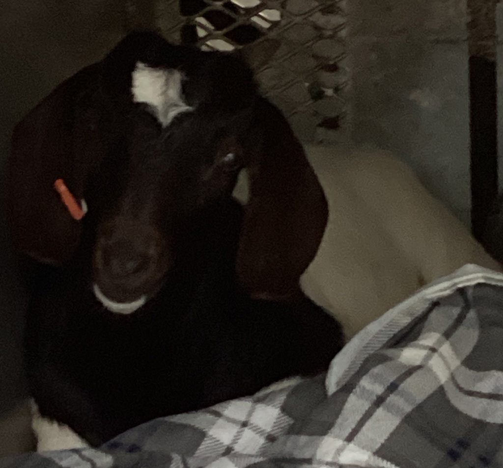 Shelter Stray Female Other last seen Lasky Court, CARY, NC, 27511, 820 Beacon Lake Dr, Raleigh, NC 27610, USA