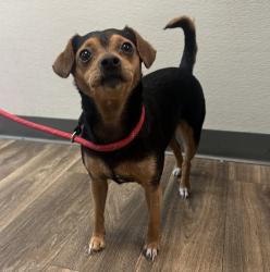 Shelter Stray Female Dog last seen Near Euclid Avenue, San Diego, CA, 92105, 5500 Gaines St, San Diego, CA 92110, USA
