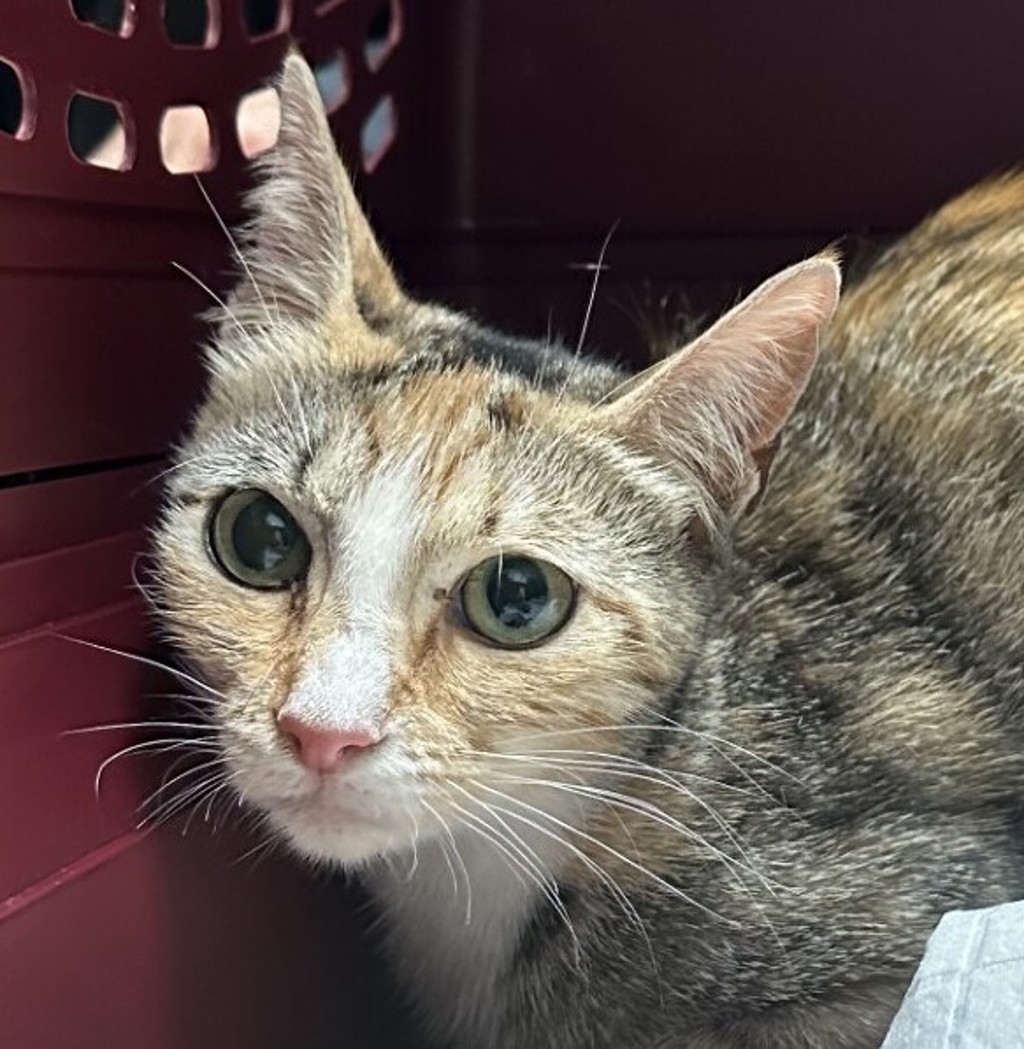 Shelter Stray Female Cat last seen Oakcrest DR, San Diego, CA, 92105, 5500 Gaines St, San Diego, CA 92110, USA