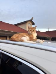 Lost Female Cat last seen HEB on Nogalitos or Beer Depor bar, San Antonio, TX 78204