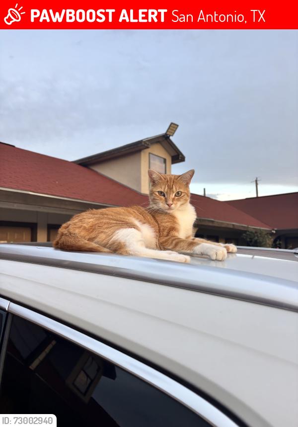 Lost Female Cat last seen HEB on Nogalitos or Beer Depor bar, San Antonio, TX 78204
