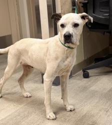 Shelter Stray Female Dog last seen K Street, San Diego, CA, 92102, 5500 Gaines St, San Diego, CA 92110, USA