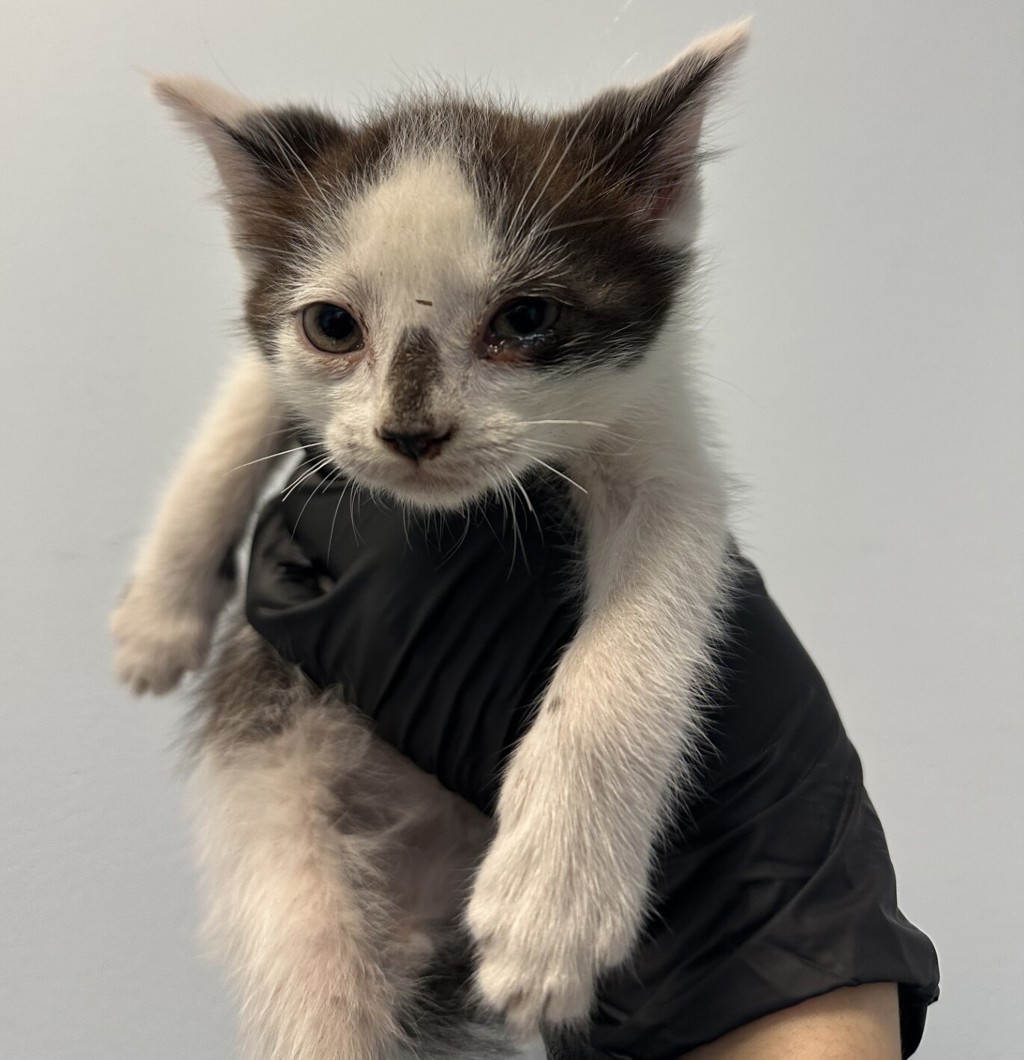 Shelter Stray Male Cat last seen in backyard from Community Cat, San Diego, CA, 92115, 5500 Gaines St, San Diego, CA 92110, USA