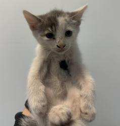 Shelter Stray Male Cat last seen in backyard from Community Cat, San Diego, CA, 92115, 5500 Gaines St, San Diego, CA 92110, USA