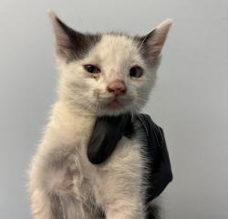Shelter Stray Male Cat last seen in backyard from Community Cat, San Diego, CA, 92115, 5500 Gaines St, San Diego, CA 92110, USA