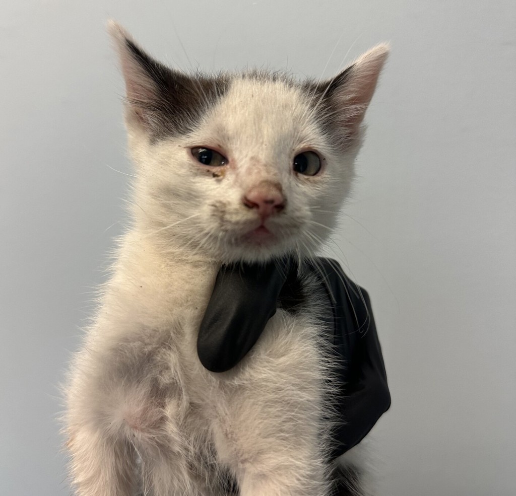 Shelter Stray Male Cat last seen in backyard from Community Cat, San Diego, CA, 92115, 5500 Gaines St, San Diego, CA 92110, USA