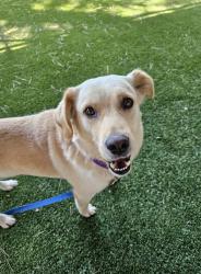 Shelter Stray Male Dog last seen Near Rincon Hill Top View, Rincon, CA, 92082, Escondido, CA 92027, USA