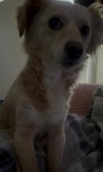 Lost Female Dog last seen Hilary way, Vallejo, CA 94591