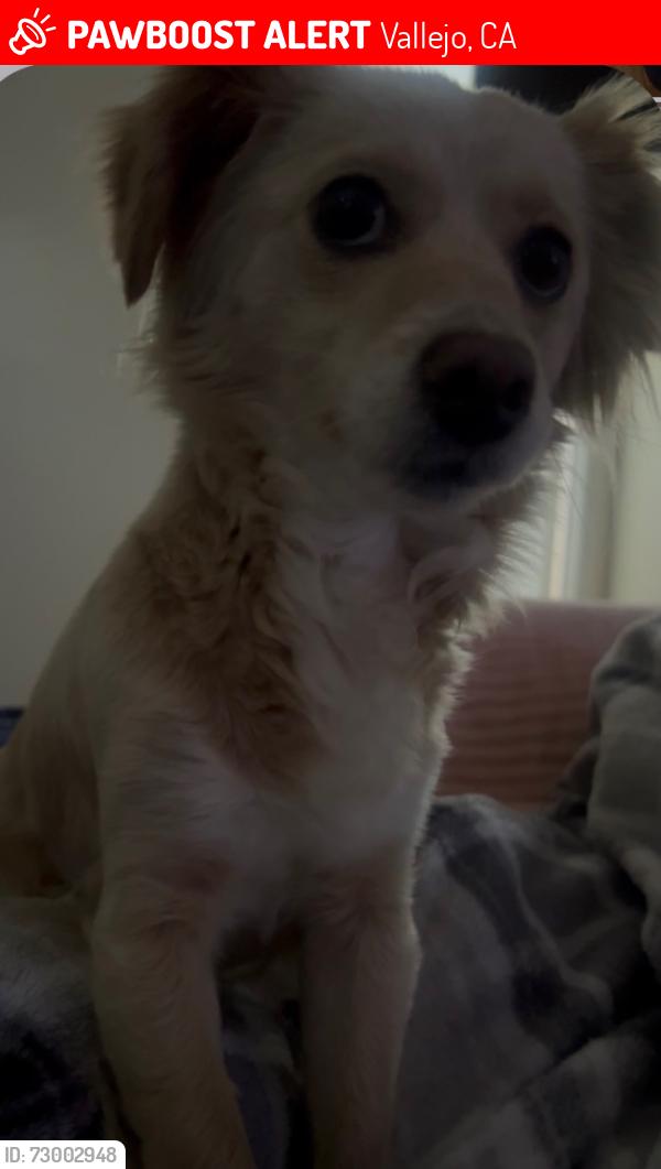 Lost Female Dog last seen Hilary way, Vallejo, CA 94591