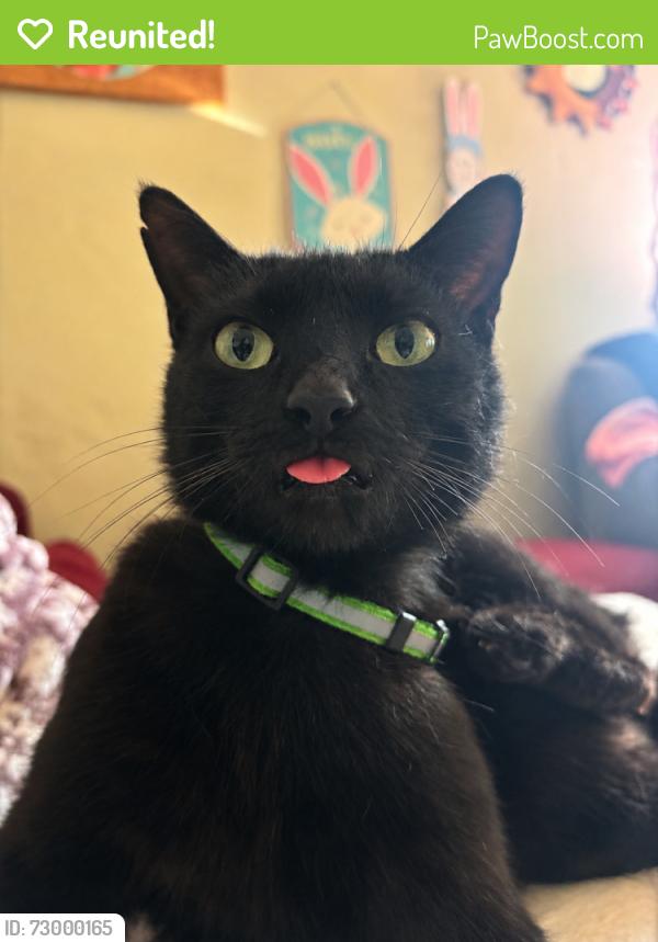 Reunited Female Cat last seen Ash street and Oakland Ave, Roseville, CA 95678
