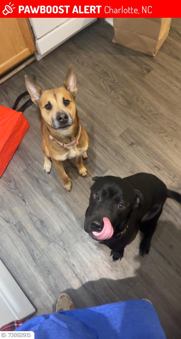 Lost Female Dog last seen Charlotte Amtrak station, Charlotte, NC 28206