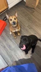 Lost Female Dog last seen Charlotte Amtrak station, Charlotte, NC 28206