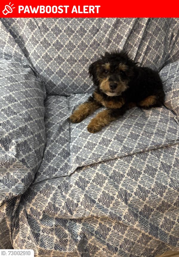 Lost Female Dog last seen Forest Hill Blvd & jiî, West Palm Beach, FL 33415