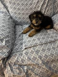 Lost Female Dog last seen Forest Hill Blvd & jiî, West Palm Beach, FL 33415