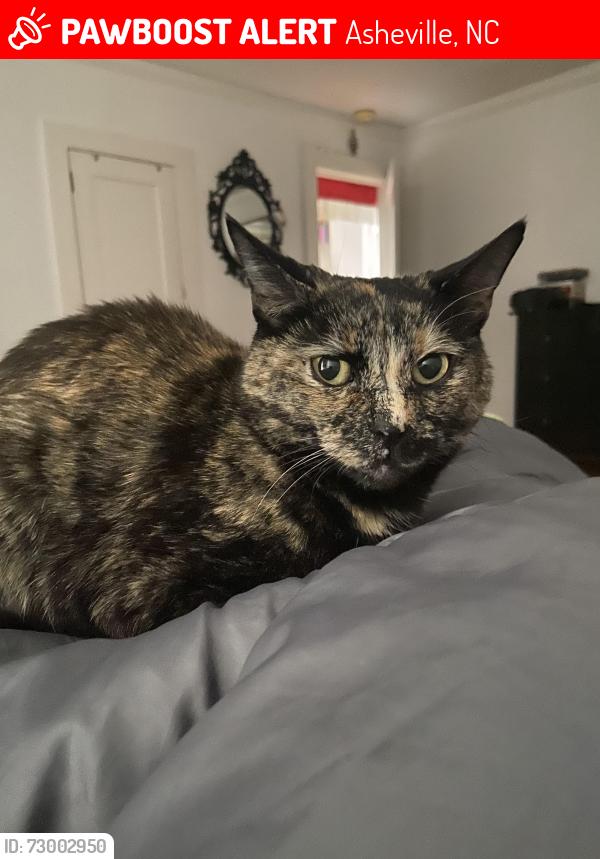 Lost Female Cat last seen Near Maney Ave., Asheville, NC 28804
