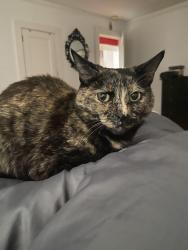 Lost Female Cat last seen Near Maney Ave., Asheville, NC 28804