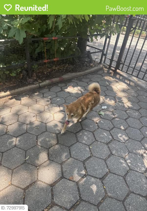 Reunited Unknown Dog last seen Stuy town , New York, NY 10003