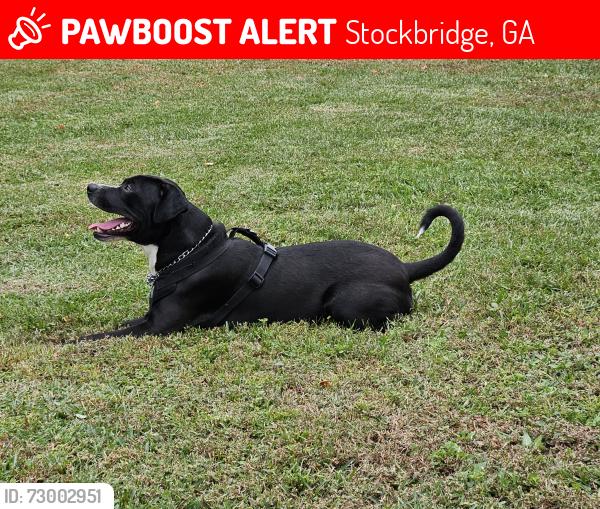 Lost Male Dog last seen Neal Ave, Stockbridge, GA 30281