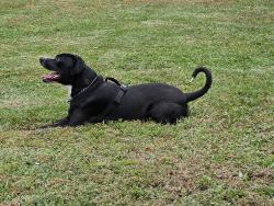 Lost Male Dog last seen Neal Ave, Stockbridge, GA 30281