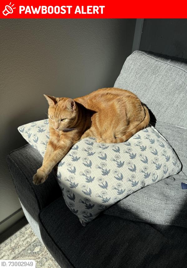 Lost Male Cat last seen Lost on the high line trial in Greenwood Village. Last seen heading in the direction of Bellview Ave from the Marjorie Taylor Nature Preserve, Greenwood Village, CO 80121