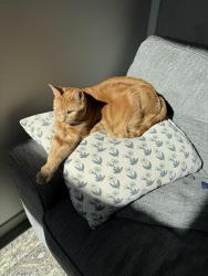 Lost Male Cat last seen Lost on the high line trial in Greenwood Village. Last seen heading in the direction of Bellview Ave from the Marjorie Taylor Nature Preserve, Greenwood Village, CO 80121