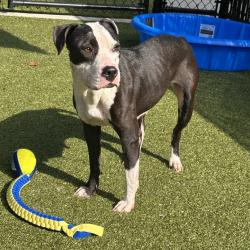 Shelter Stray Female Dog last seen , 980 Guilford College Rd, Greensboro, NC 27409, USA