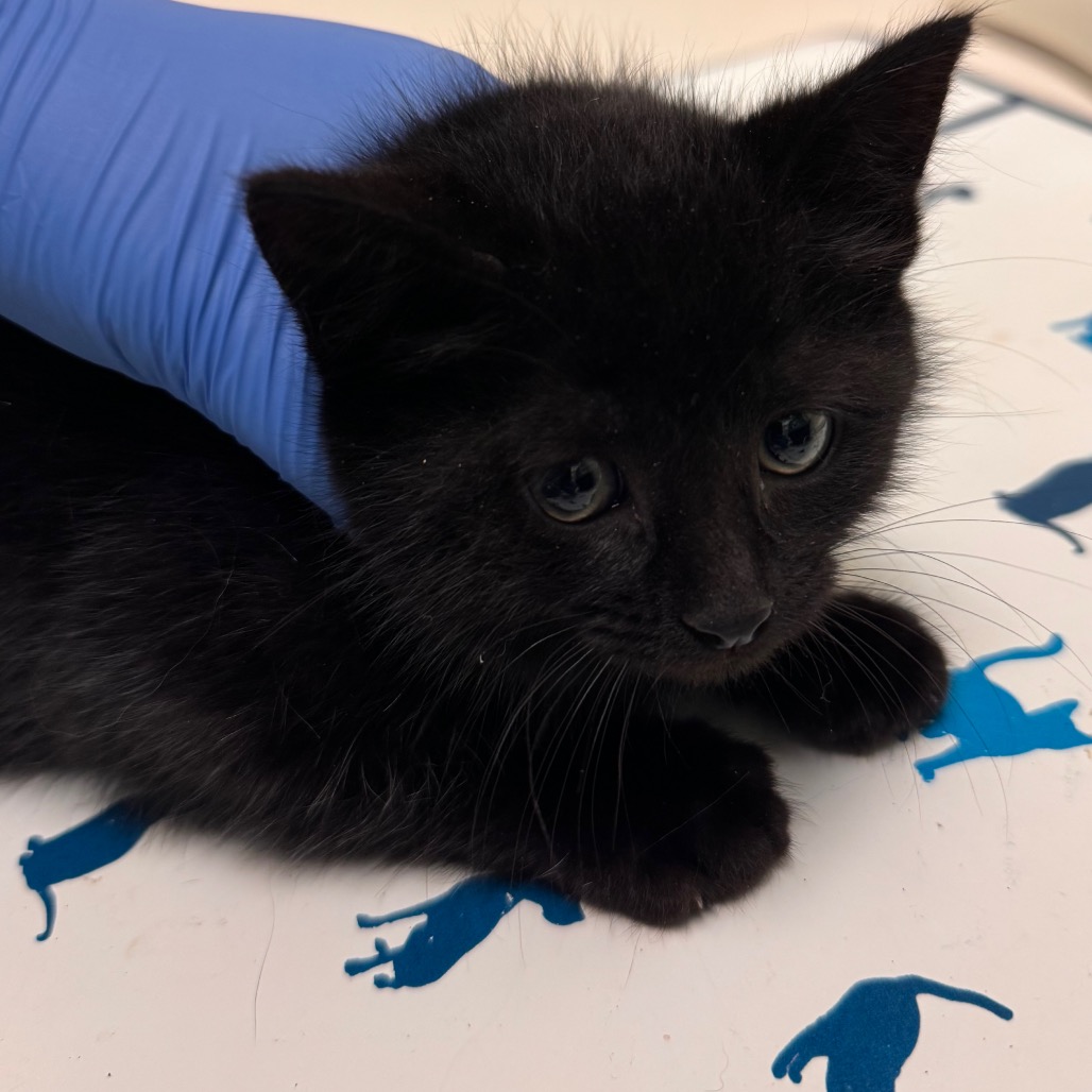 Shelter Stray Female Cat last seen , 1211 Old Graves Mill Rd, Lynchburg, VA 24502, USA