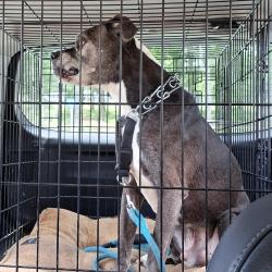 Shelter Stray Male Dog last seen , 980 Guilford College Rd, Greensboro, NC 27409, USA