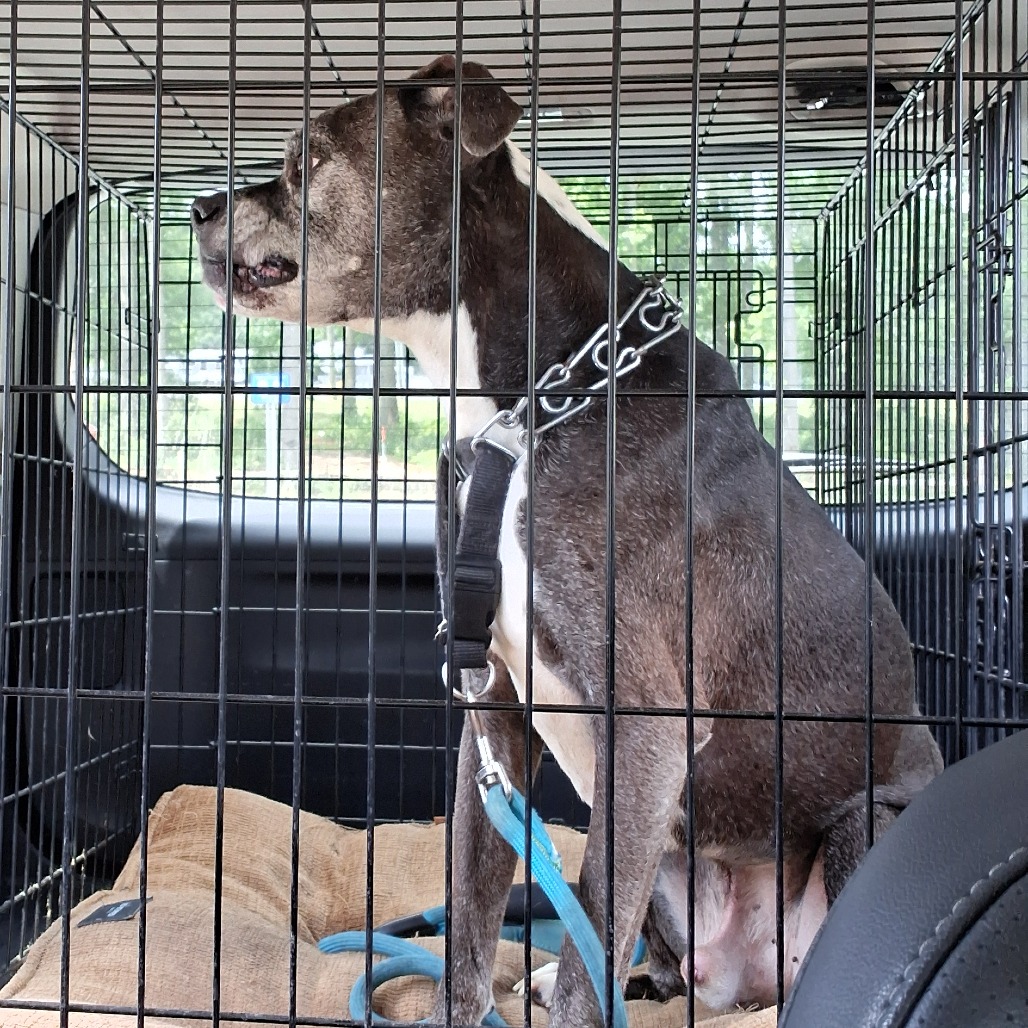Shelter Stray Male Dog last seen , 980 Guilford College Rd, Greensboro, NC 27409, USA