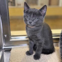 Shelter Stray Female Cat last seen , 4575 E Mesquite Ave, Palm Springs, CA 92264, USA