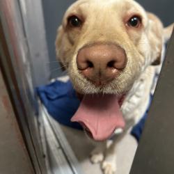 Shelter Stray Male Dog last seen , 4575 E Mesquite Ave, Palm Springs, CA 92264, USA