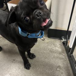 Shelter Stray Male Dog last seen , 4575 E Mesquite Ave, Palm Springs, CA 92264, USA