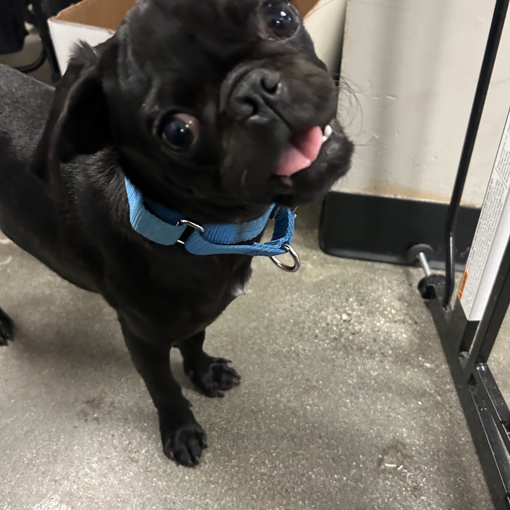 Shelter Stray Male Dog last seen , 4575 E Mesquite Ave, Palm Springs, CA 92264, USA