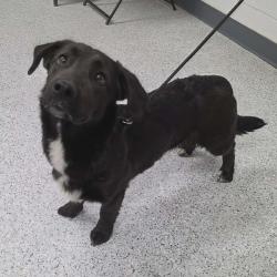 Shelter Stray Male Dog last seen , 5801 Graye Ln, Caldwell, ID 83607, USA