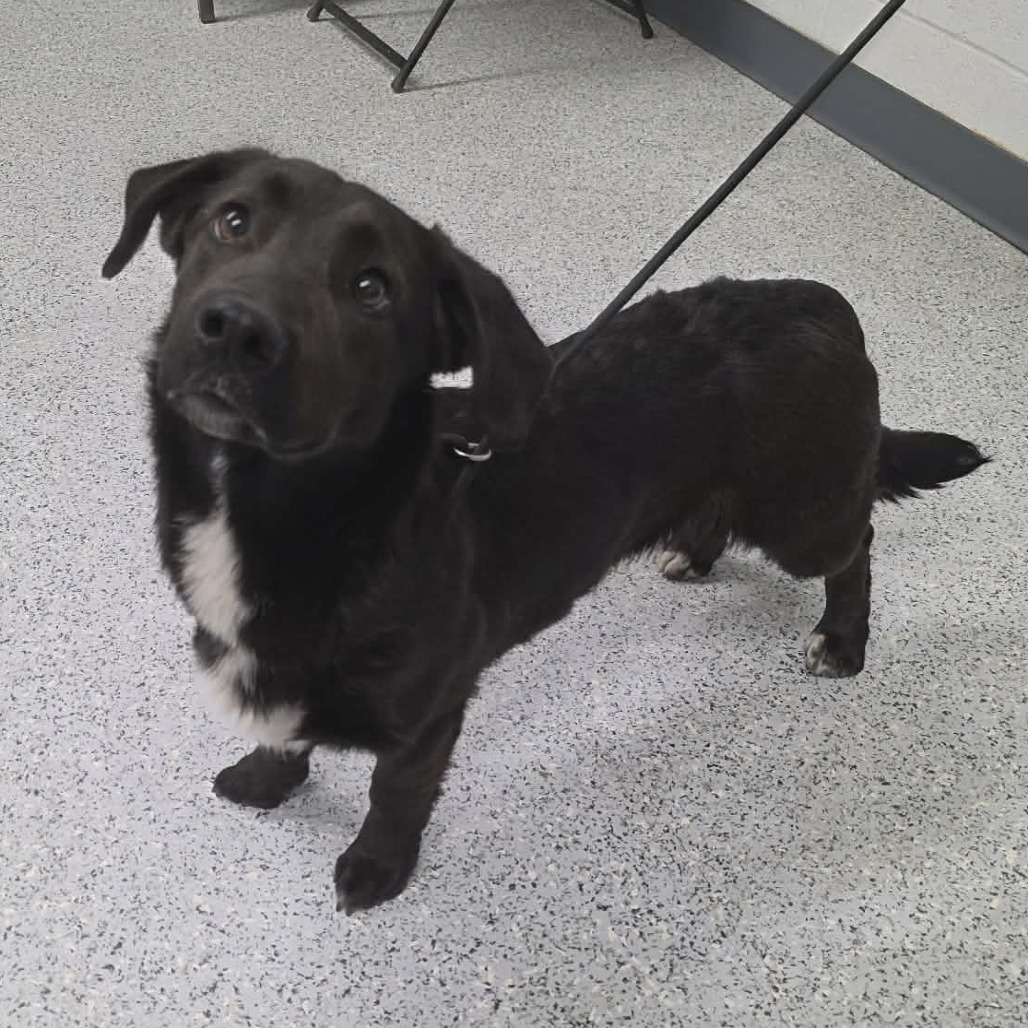 Shelter Stray Male Dog last seen , 5801 Graye Ln, Caldwell, ID 83607, USA